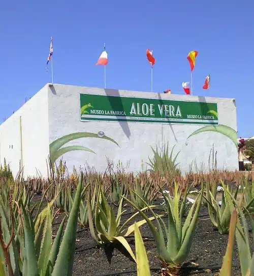 Aloe Vera Farm