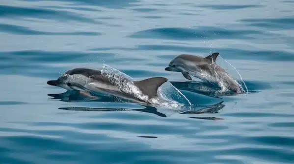 Dophins Fuerteventura