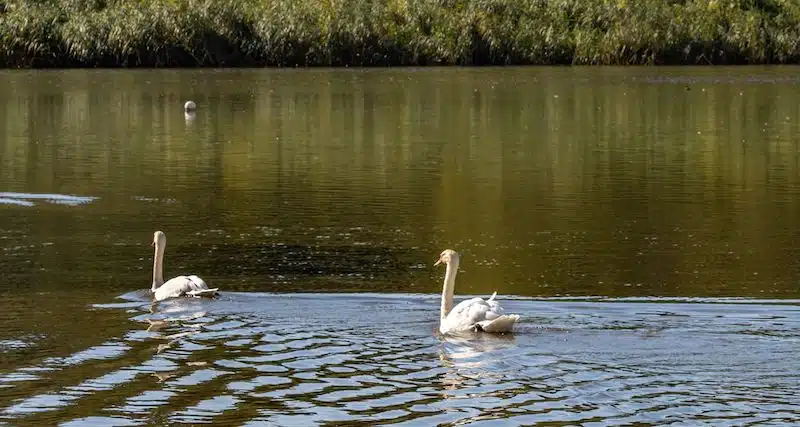 Swans swimming on Hedgecourt Lake