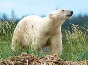 How far can a polar bear smell?