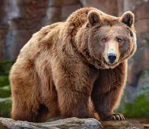 How far can a brown bear smell?