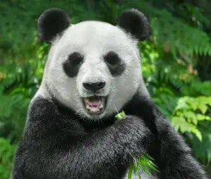 How far can a giant panda bear smell?