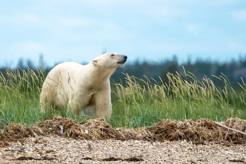 Polar Bear Sense Of Smell