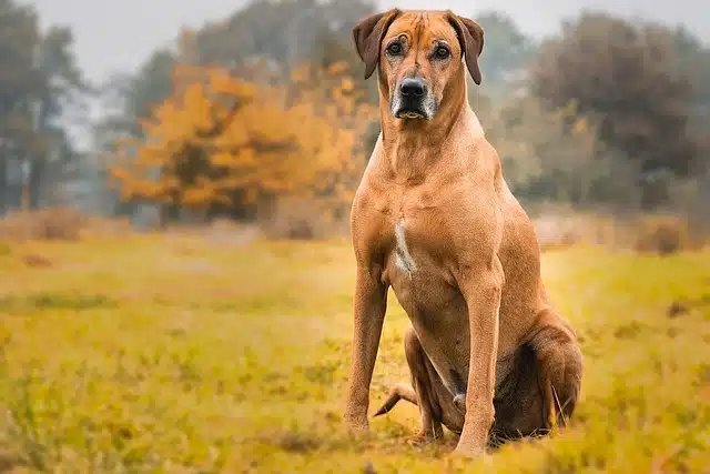 A Rhodesian Ridgeback dog enjoying a hike in the mountains, known for being one of the best hiking dogs due to their endurance and strength.