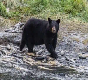 black bear running beside a river