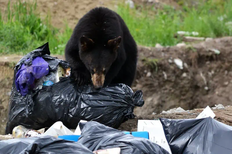 black bear eating garbage