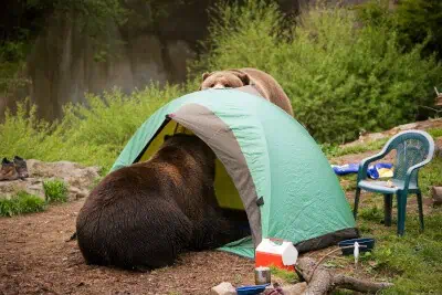 camp away from food in bear country