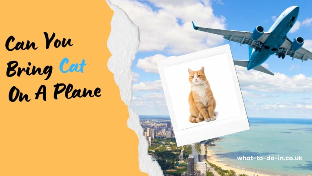 can you bring a cat on a plane