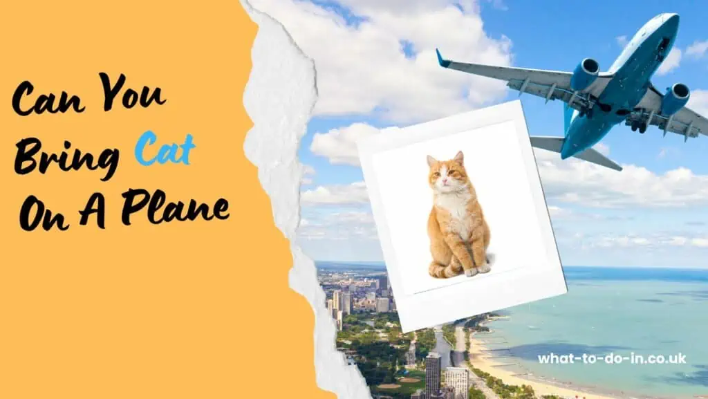 can you bring a cat on a plane
