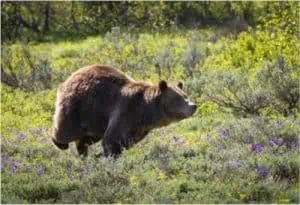 grizzly bear running through a field