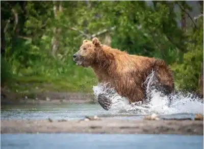 grizzly bear running through a river