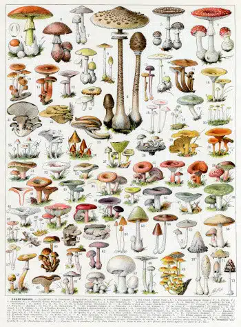 mushrooms variety