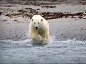 polar bear running into the sea
