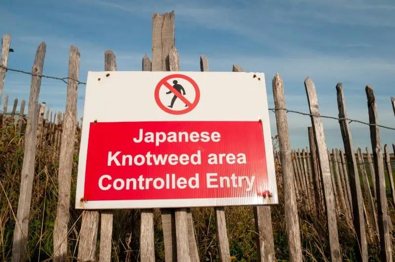 Japanese Knotweed area controlled entry sign on a fence